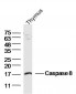 Apoptosis Research Antibody Assembly kit